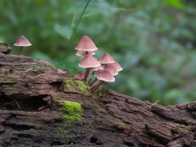 Fall Foray with the Ohio Mushroom Society