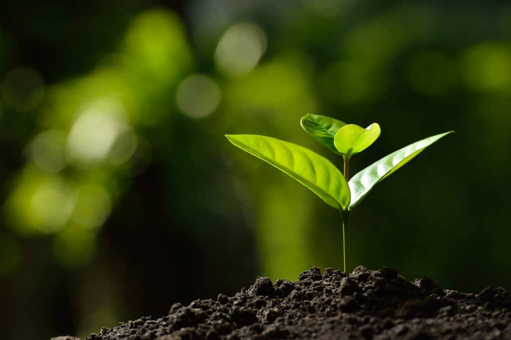 Seed Collection & Propagation: Growing Native Plants for Ohio's Forests