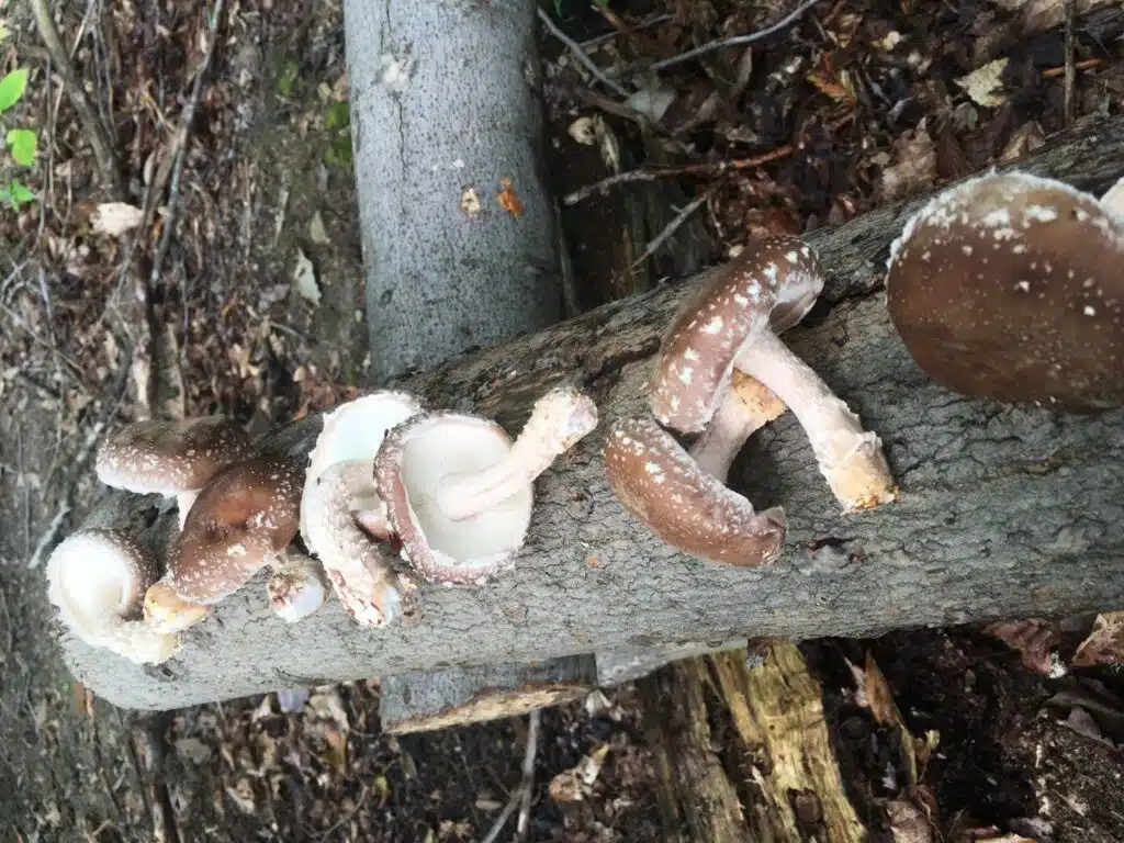 Working Woods Mushroom Workshop