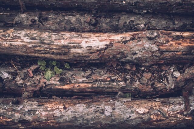 Beneath the Bark: Dead Wood Helps Wildlife Survive