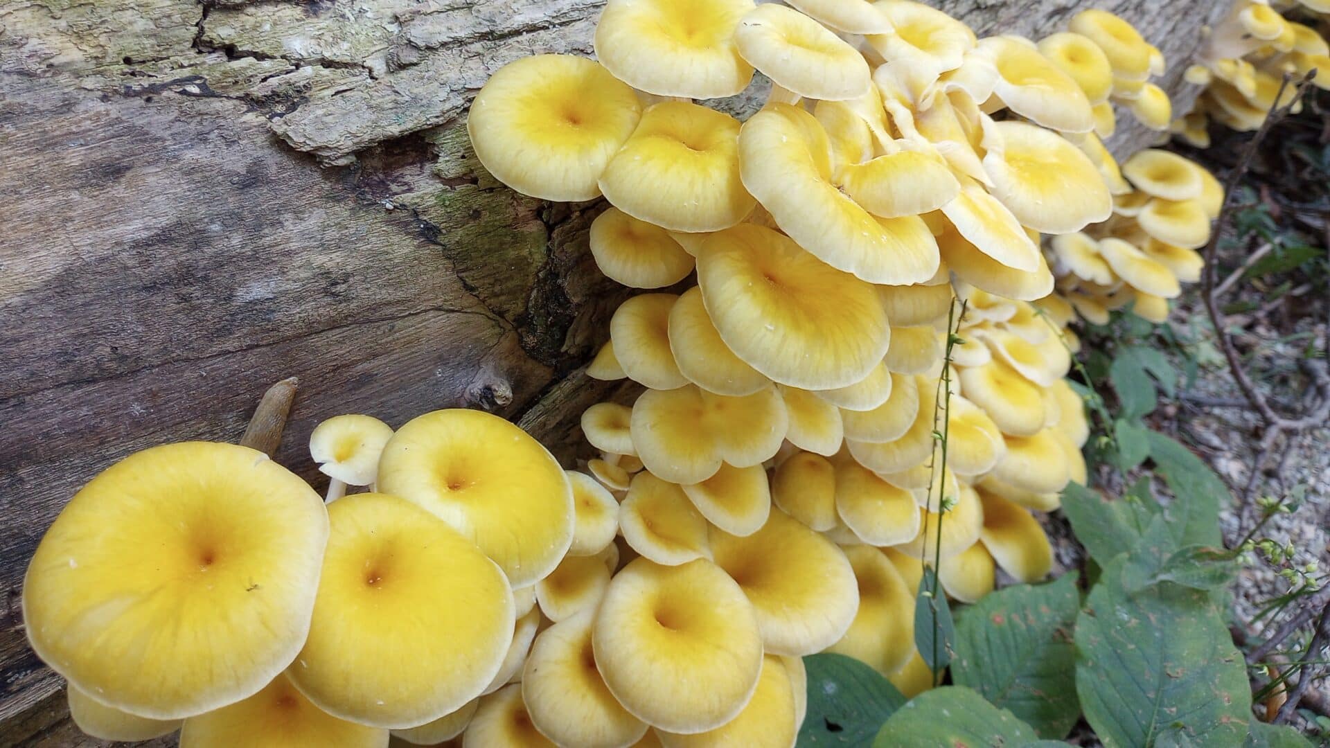 Edible Mushrooms and Their Poisonous Lookalikes » Mycology, Soils » HF&G