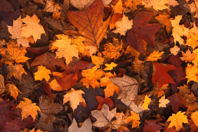 Autumn’s Aromas: The Top 5 Botanical Scents of the Season