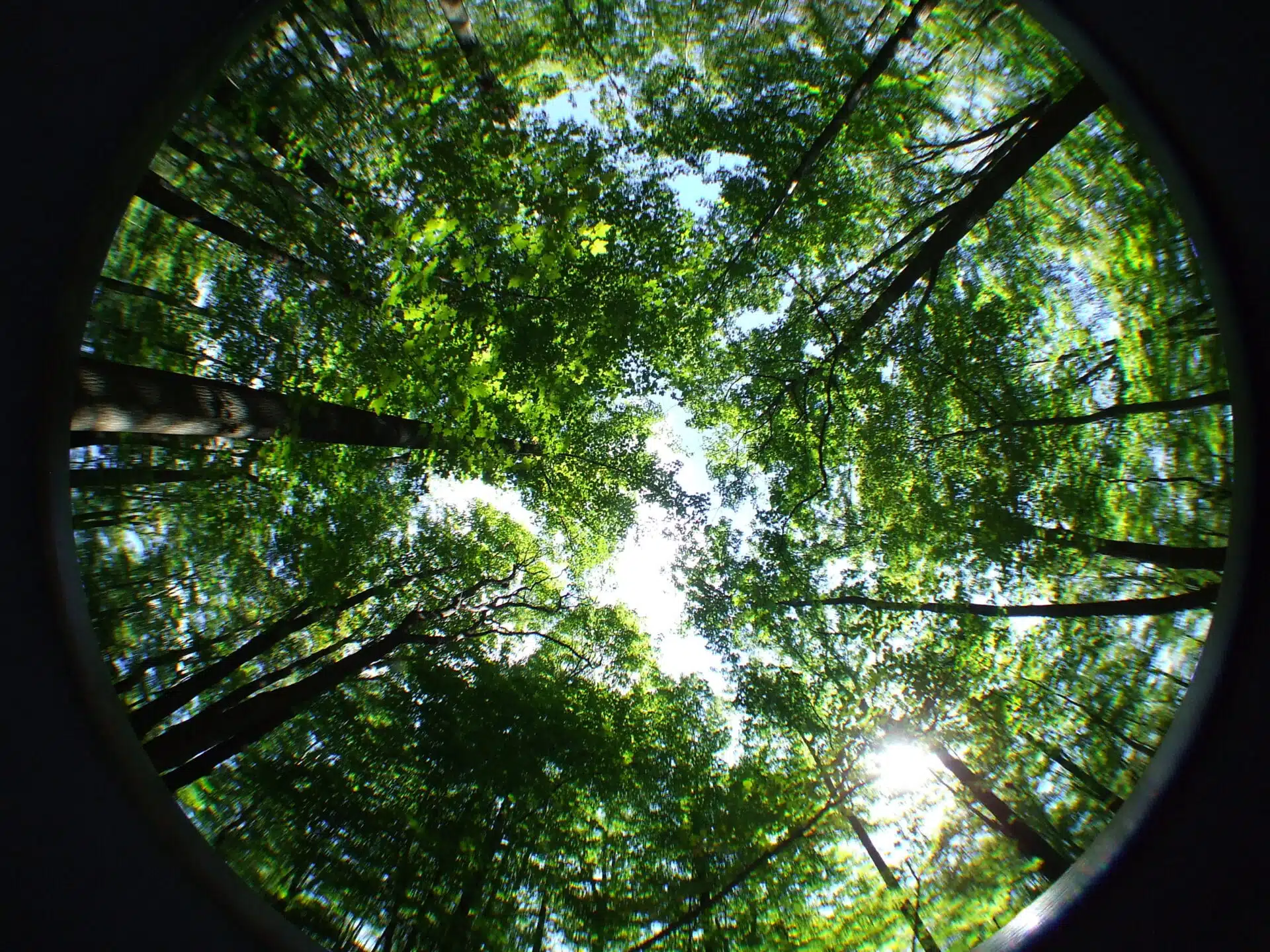 Fisheye Forest Photo