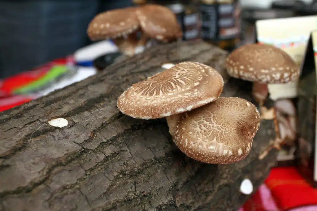 Farming Fungi at Home