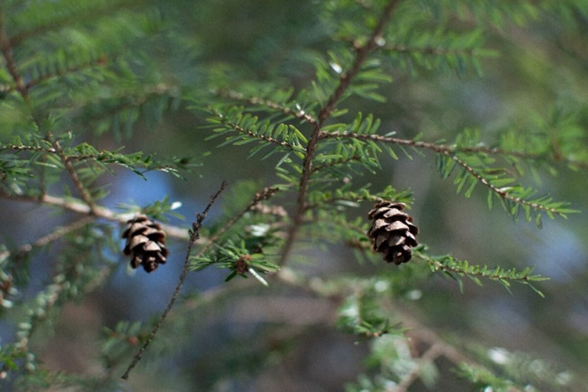 Protecting Eastern Hemlocks from Tiny Tree-Killing Invaders » Pest ...