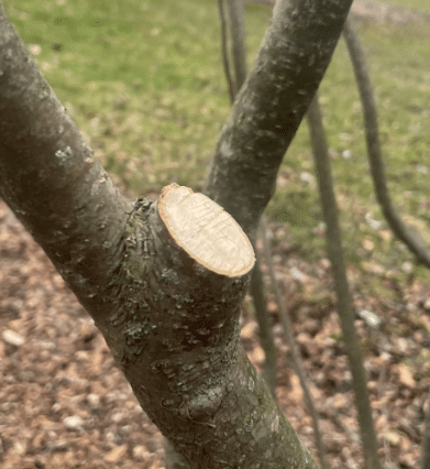 A Beginner's Guide to Pruning » Tree Care, Plants, Trees » HF&G