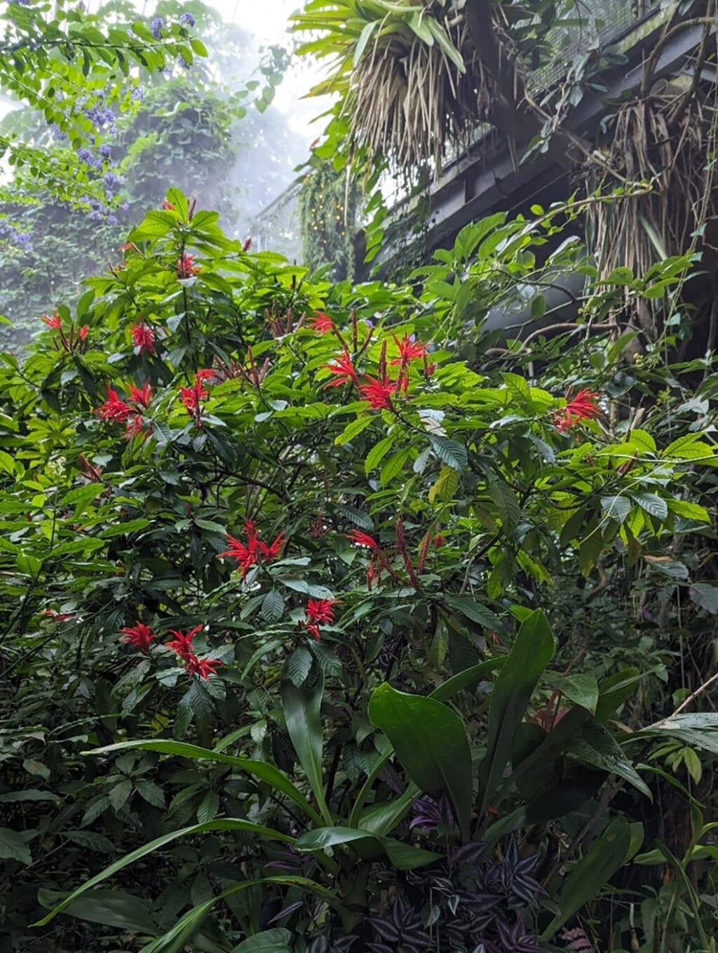 Blooms of Winter Elegance in Our Costa Rica Biome » Plants, Living