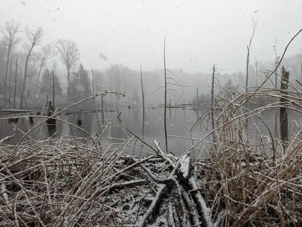 Carver’s Pond Hike