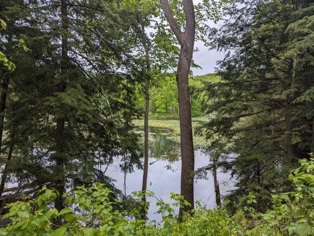 Carver’s Pond Hike