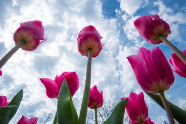 Spring Blooms at the Cleveland Botanical Garden