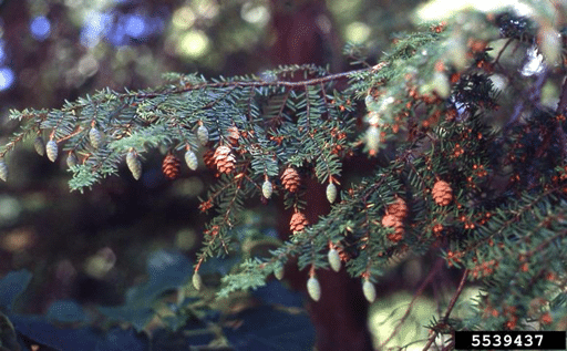 Monitoring Hemlock Woolly Adelgid Colonization