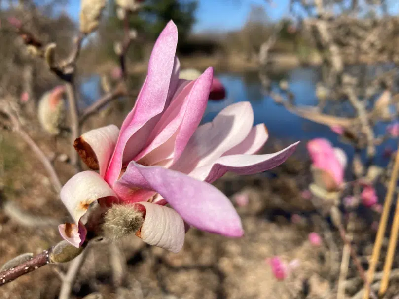 magnolia
