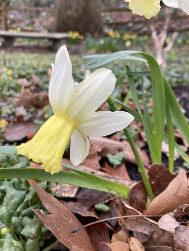 Delighting in Daffodils