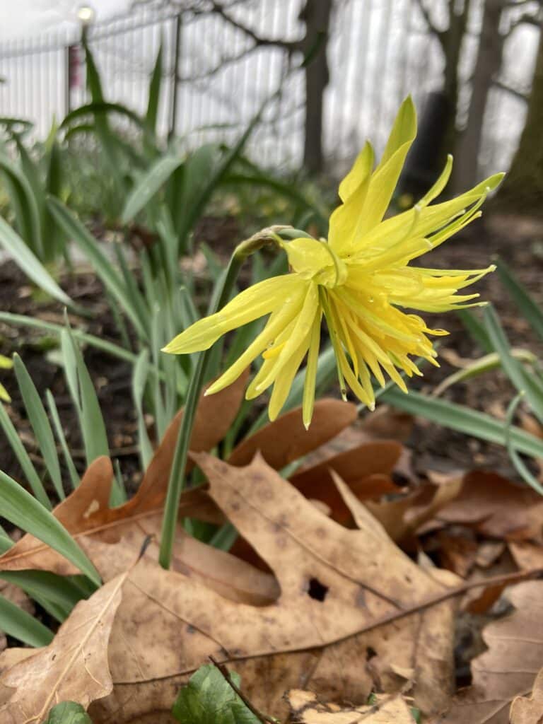Double daffodil Narcissus ‘Rip Van Winkle’
