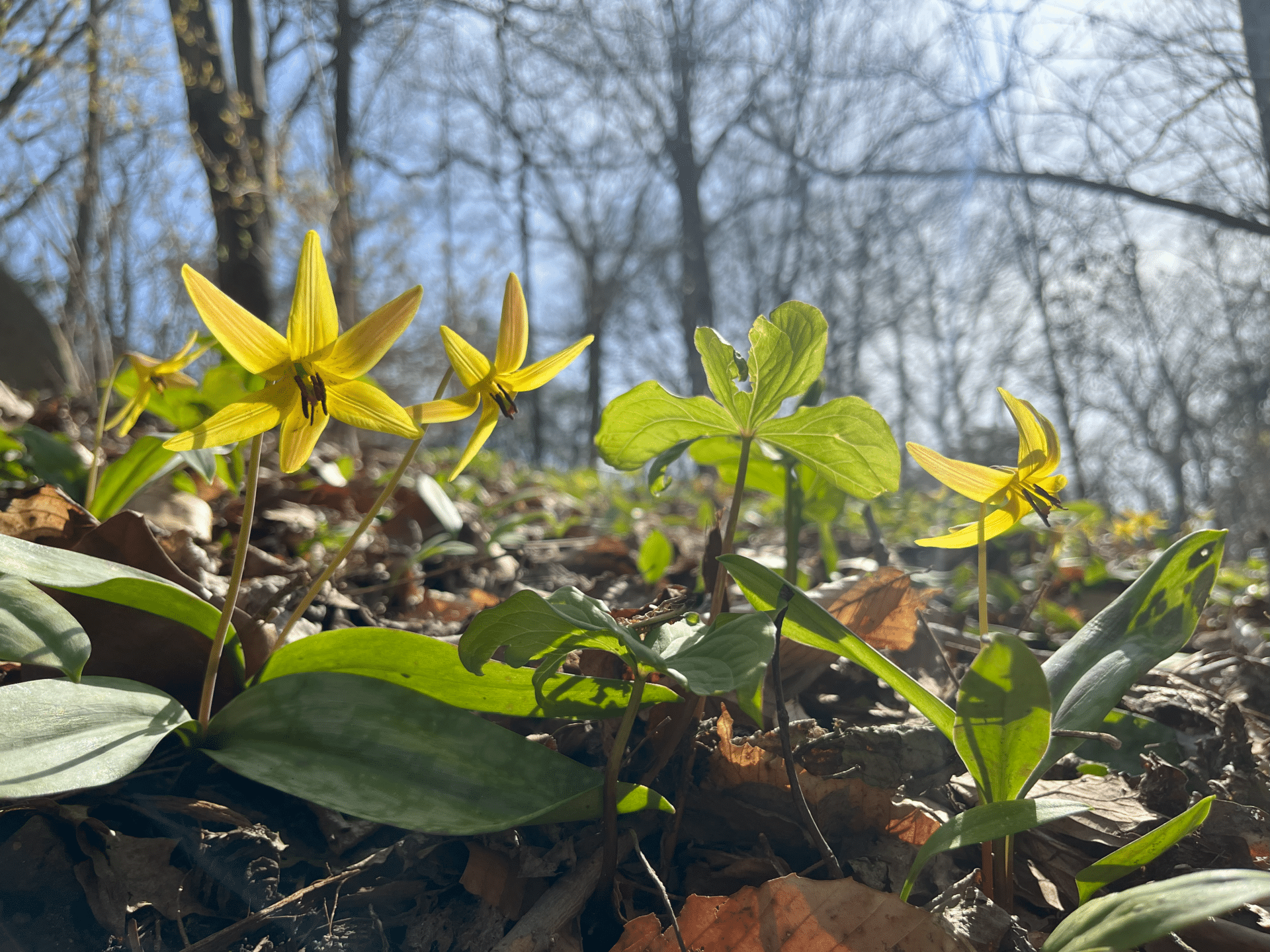 phenology
