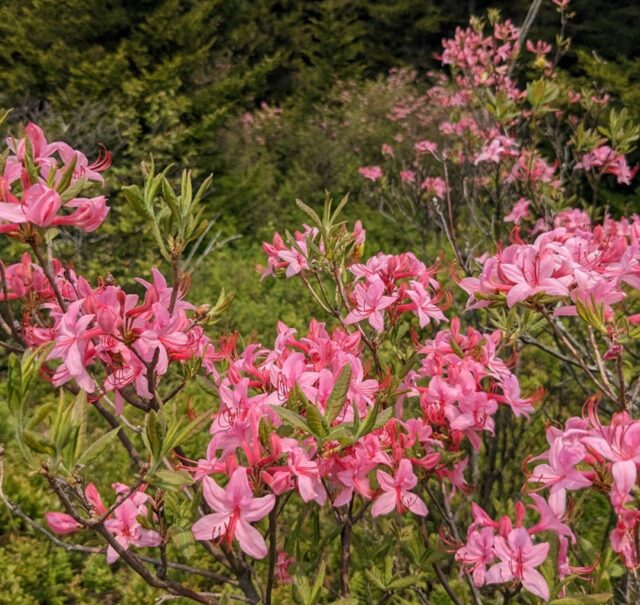 Ohio’s Native Rhododendrons