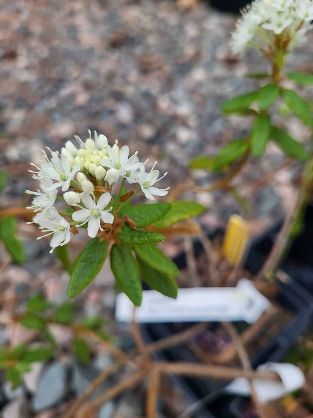 Eastern Native Rhodadendron Saving a Rare Rhododendron Species » Plants, Plant communities » HF&G