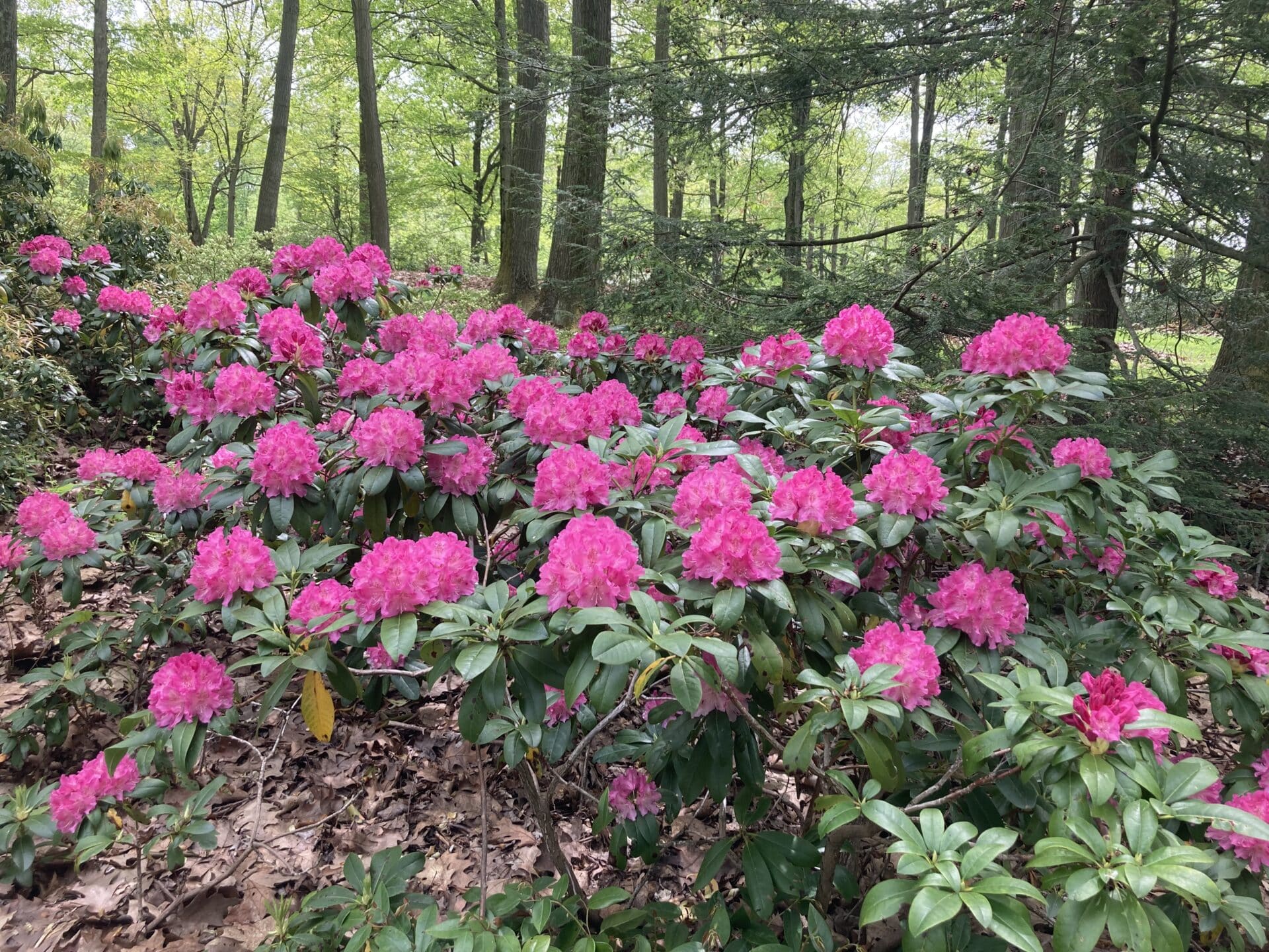 rhodies