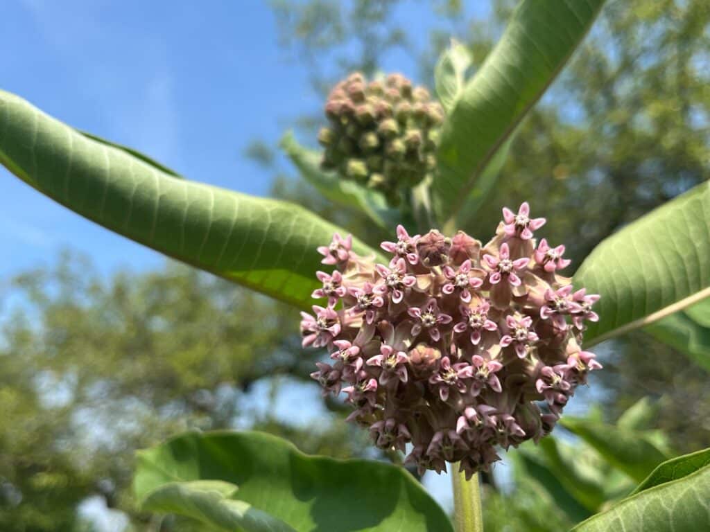 Asclepias-syriaca