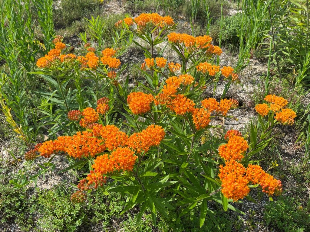 Asclepias tuberosa