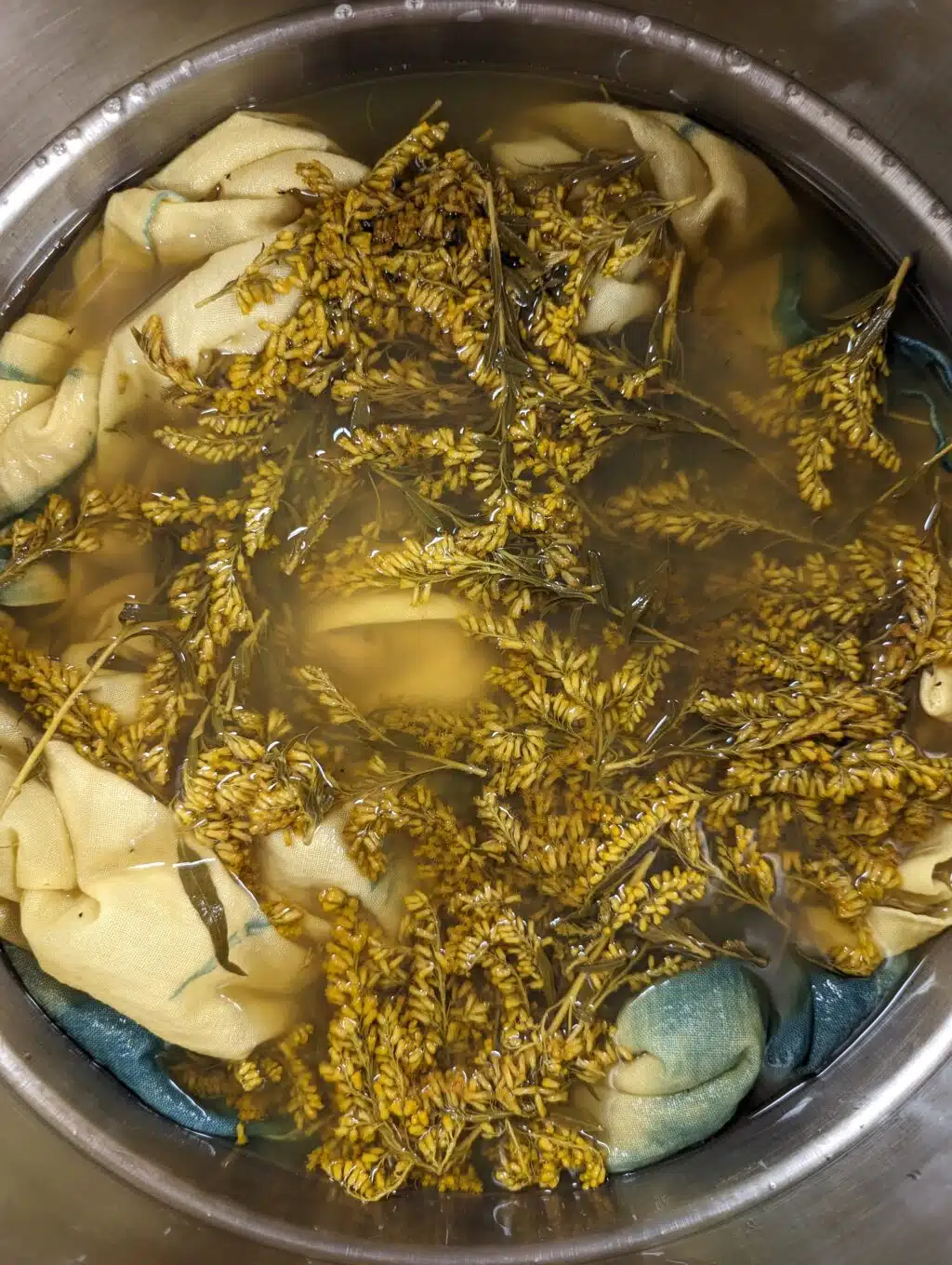 Nature’s Midas Touch: Dyeing with Goldenrod