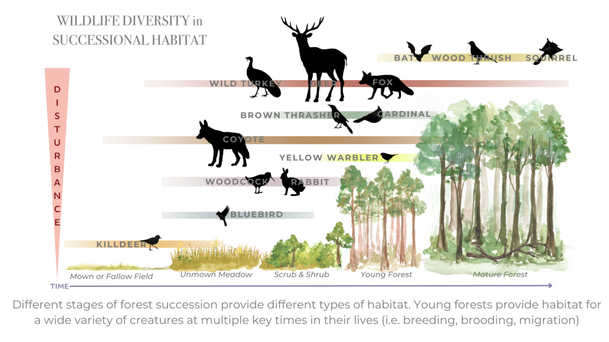 The Necessity of Scrub-Shrub and Young Forests » Land management, Trees ...