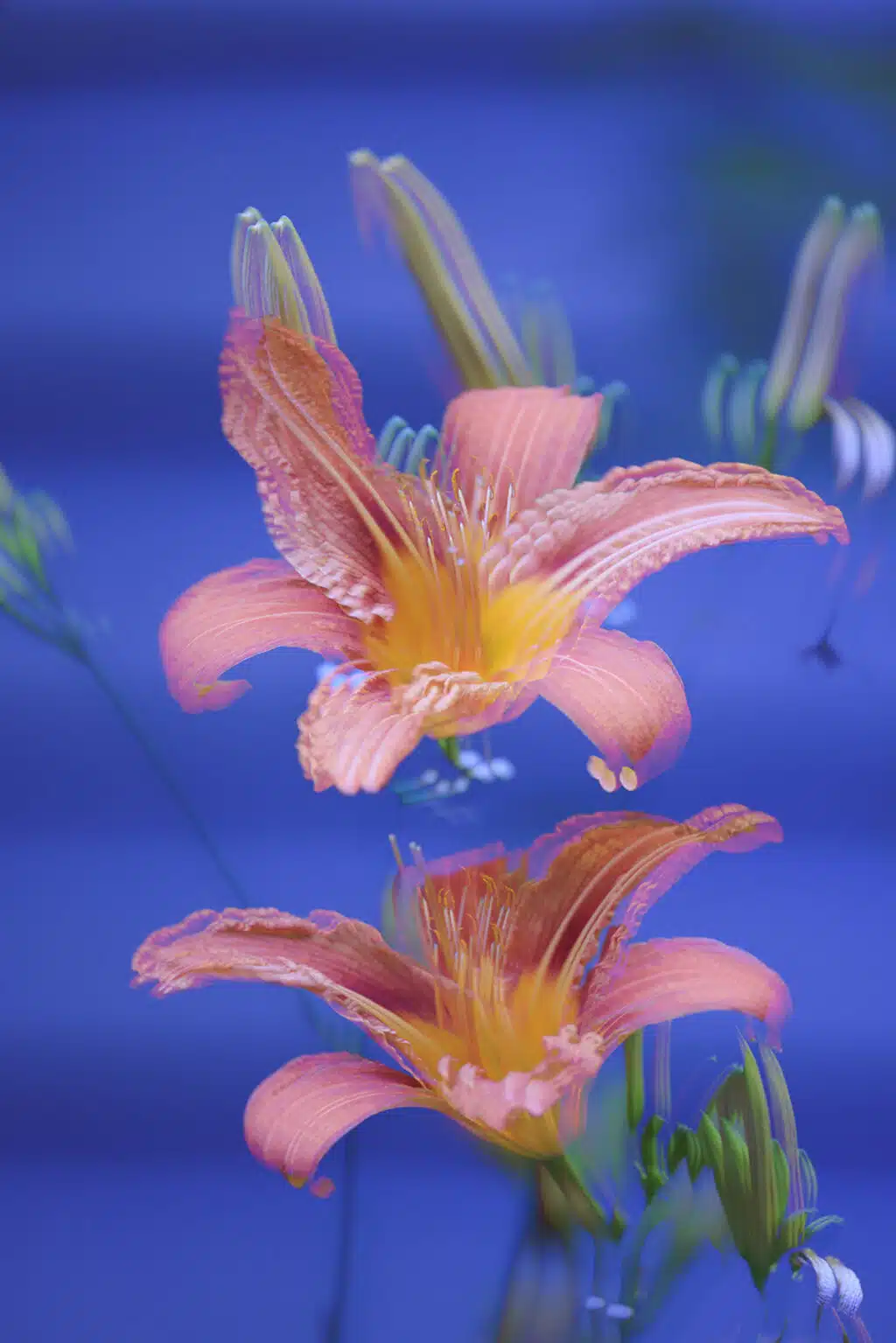 Artful Abstractions: Photographing the Garden Using Special Camera Techniques