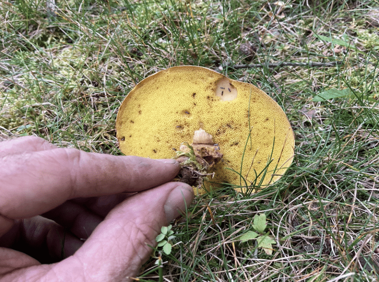 Common Lawn Mushrooms and What To Do About Them » Mycology, Soils » HF&G