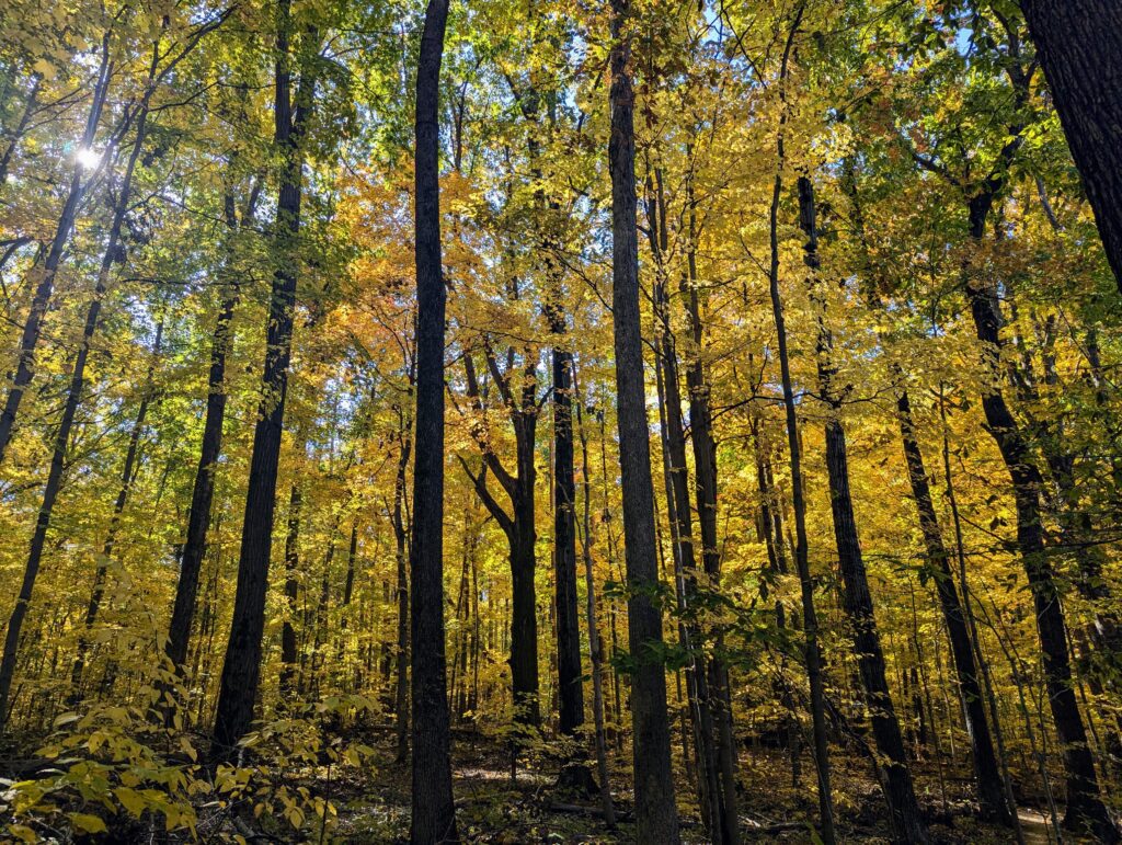 Pierson Creek Hike
