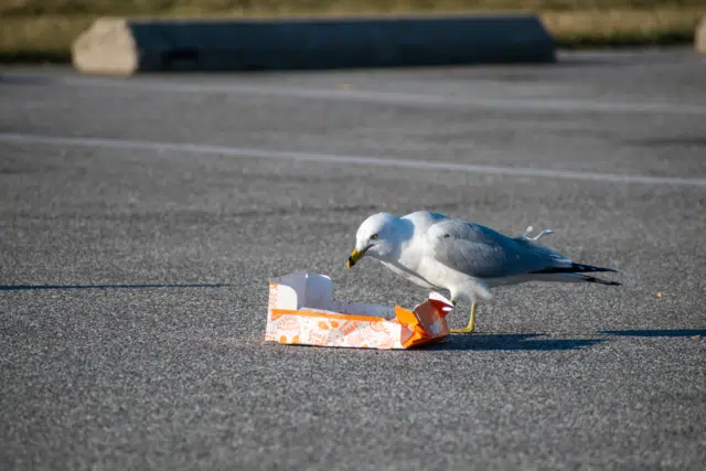 Best Practices of Backyard Bird Feeding