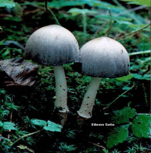 Edible Mushrooms and Their Poisonous Lookalikes » Mycology, Soils » HF&G