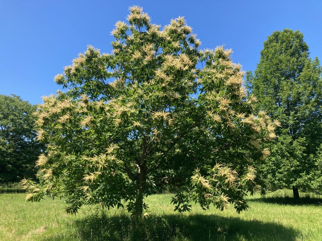 Spring Specimen Tree Grove Tour