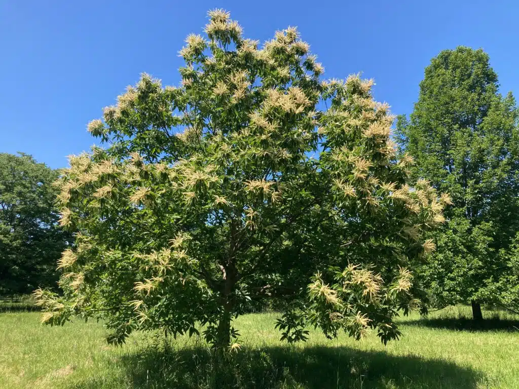 Spring Specimen Tree Grove Tour