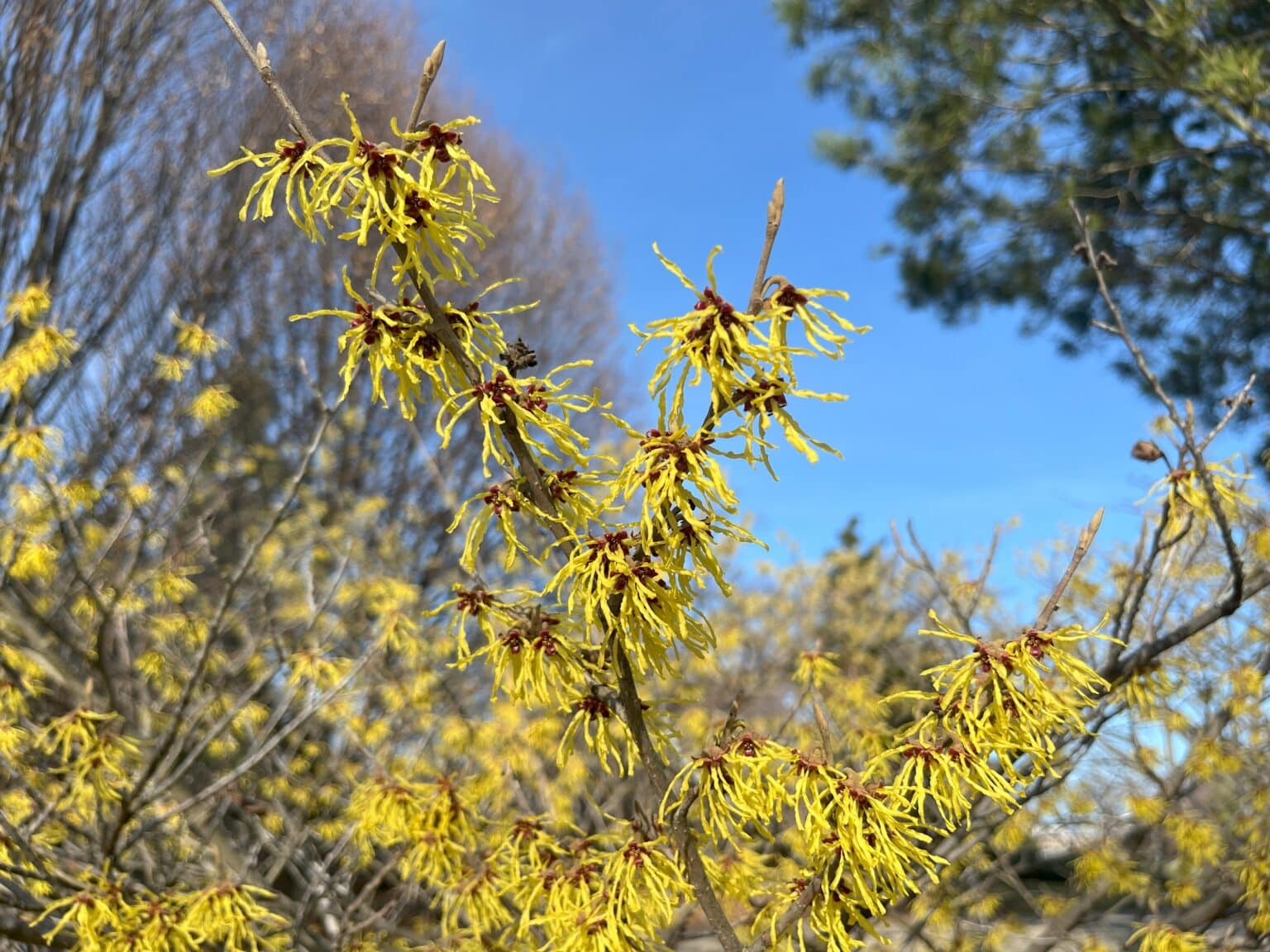 Witch Hazel The Unexpected Beauty of Winter » Plants, Living