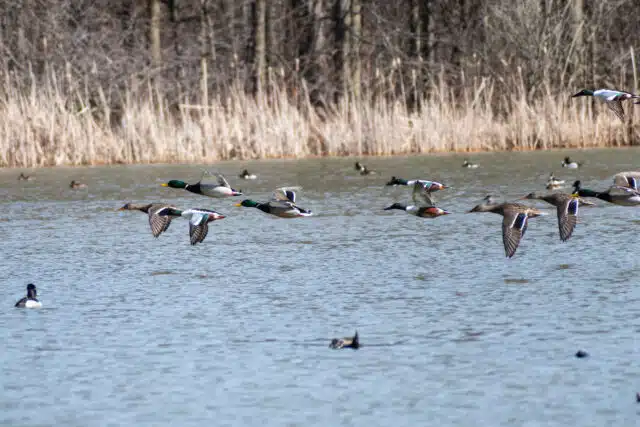 Dabblers & Divers: Birding for Spring Waterfowl and Similar Species