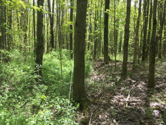 Good News for Forests: Invasive Shrub Removal Gets Easier After Two Years of Work