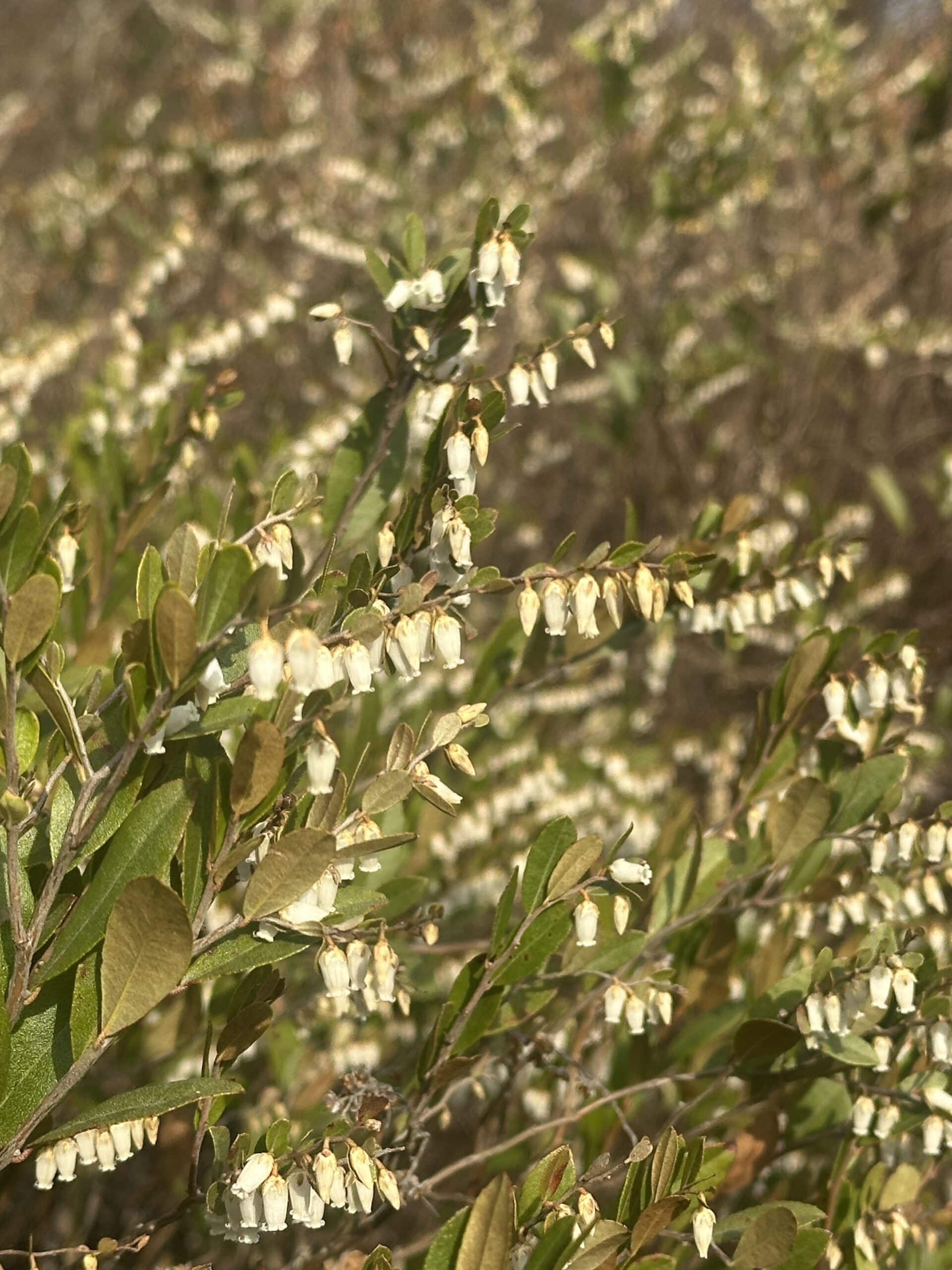 It's Poppin': April 17 » Plants, Living collections » HF&G