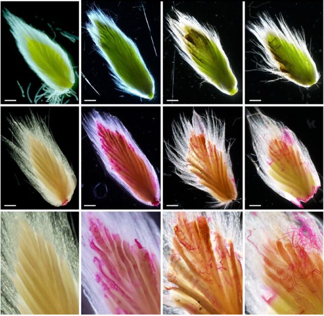 New Study Confirms Beech Leaf Disease Threatens European Beech Trees, Too