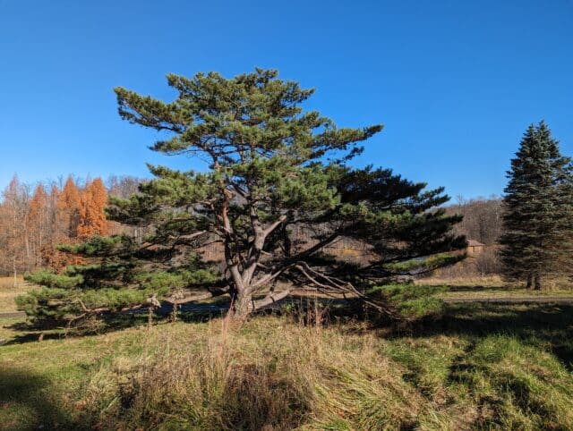 Spring Conifer Grove Tour