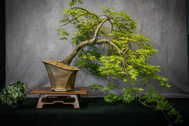 Beginning Bonsai with Black River Bonsai