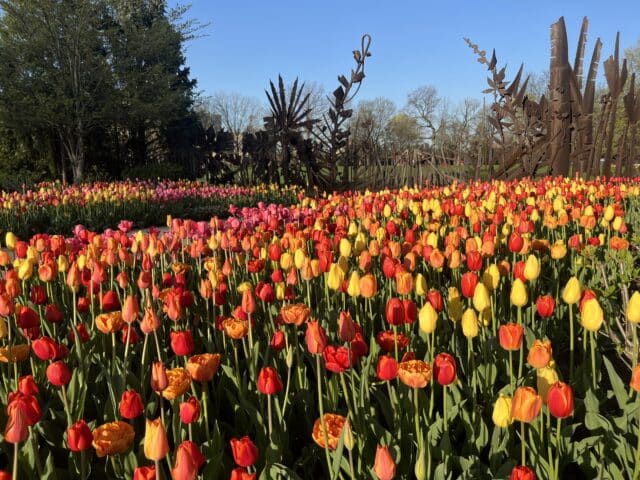 It’s Poppin’: April 24 (Tulip Time!)