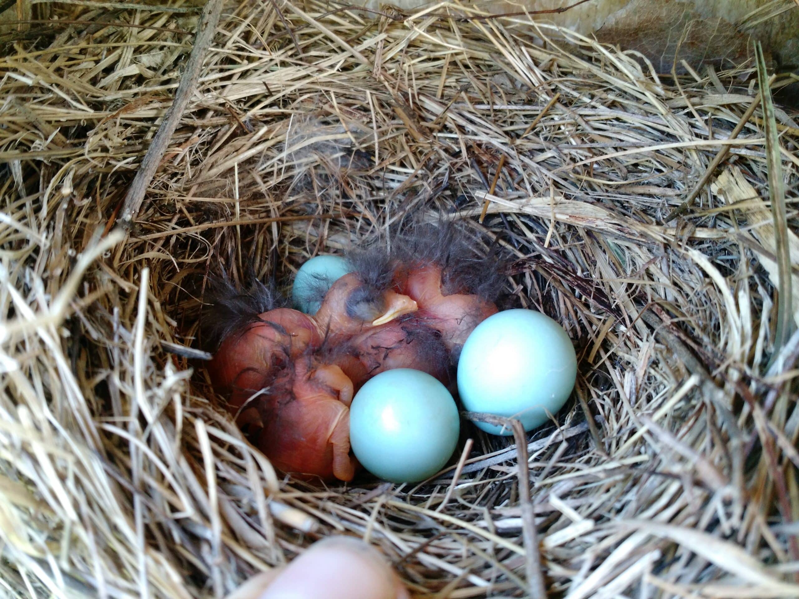 How Data-Driven Conservation Fledged 30,000+ Native Birds at Holden ...