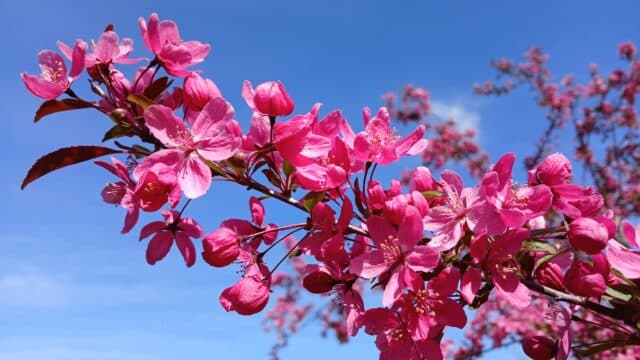 It’s Poppin’: May 2