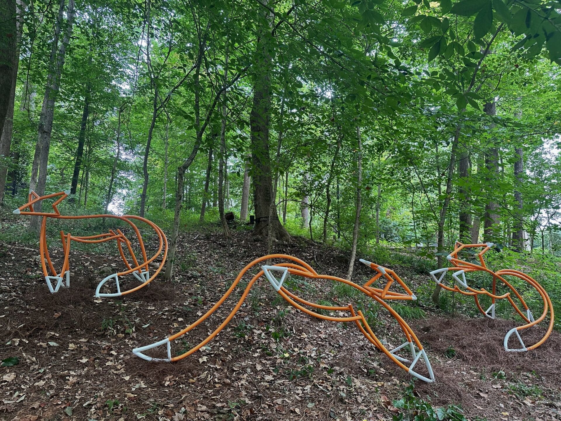 Forest Forms
