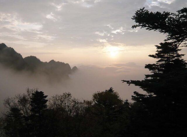 Finding Familiar Roots in the Forests of China