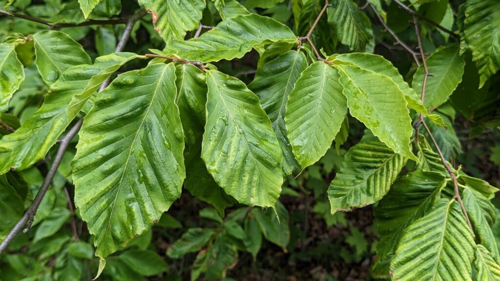 Native Woodland Plant ID Workshop