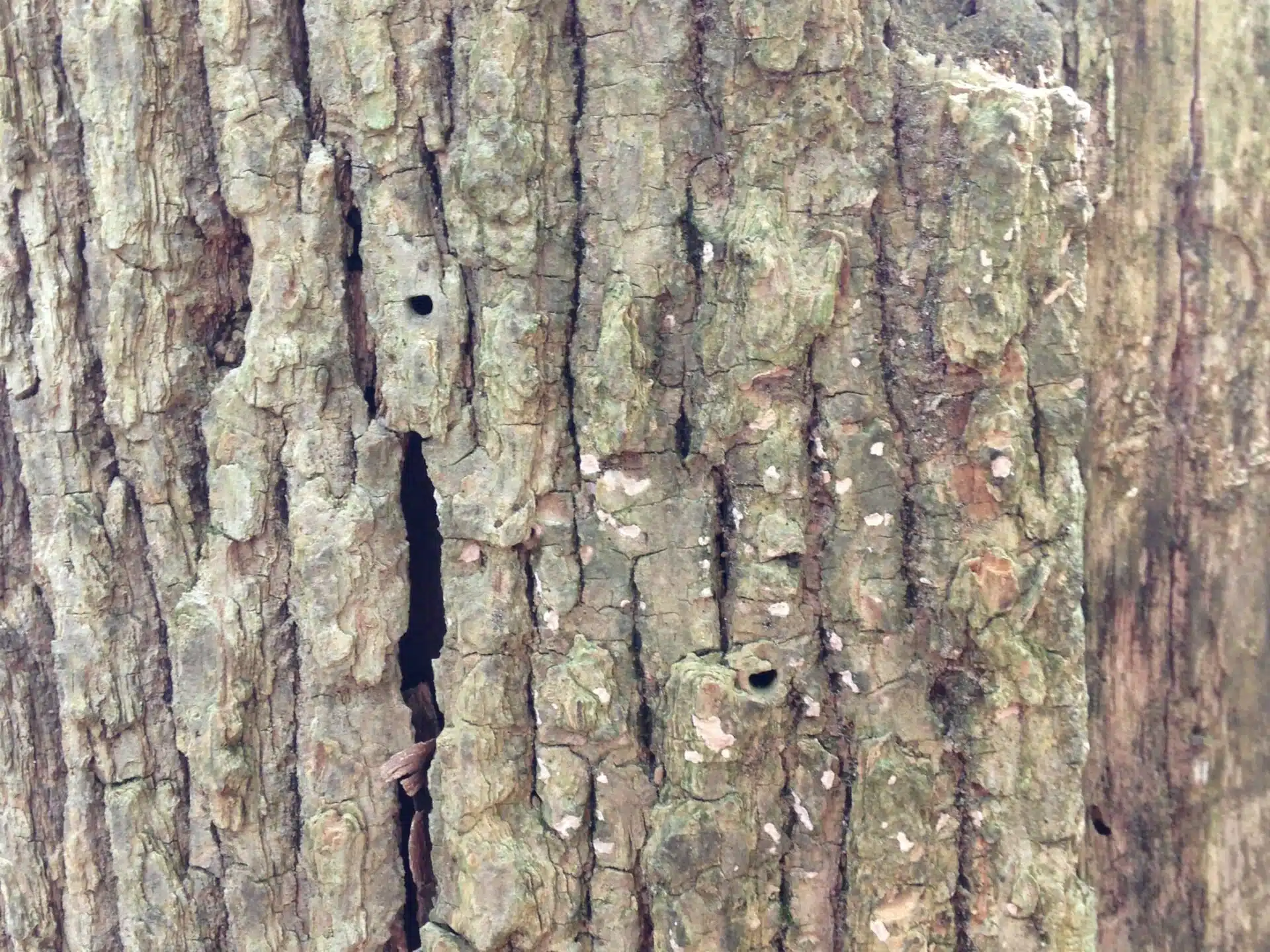 Hemlock Woolly Adelgid