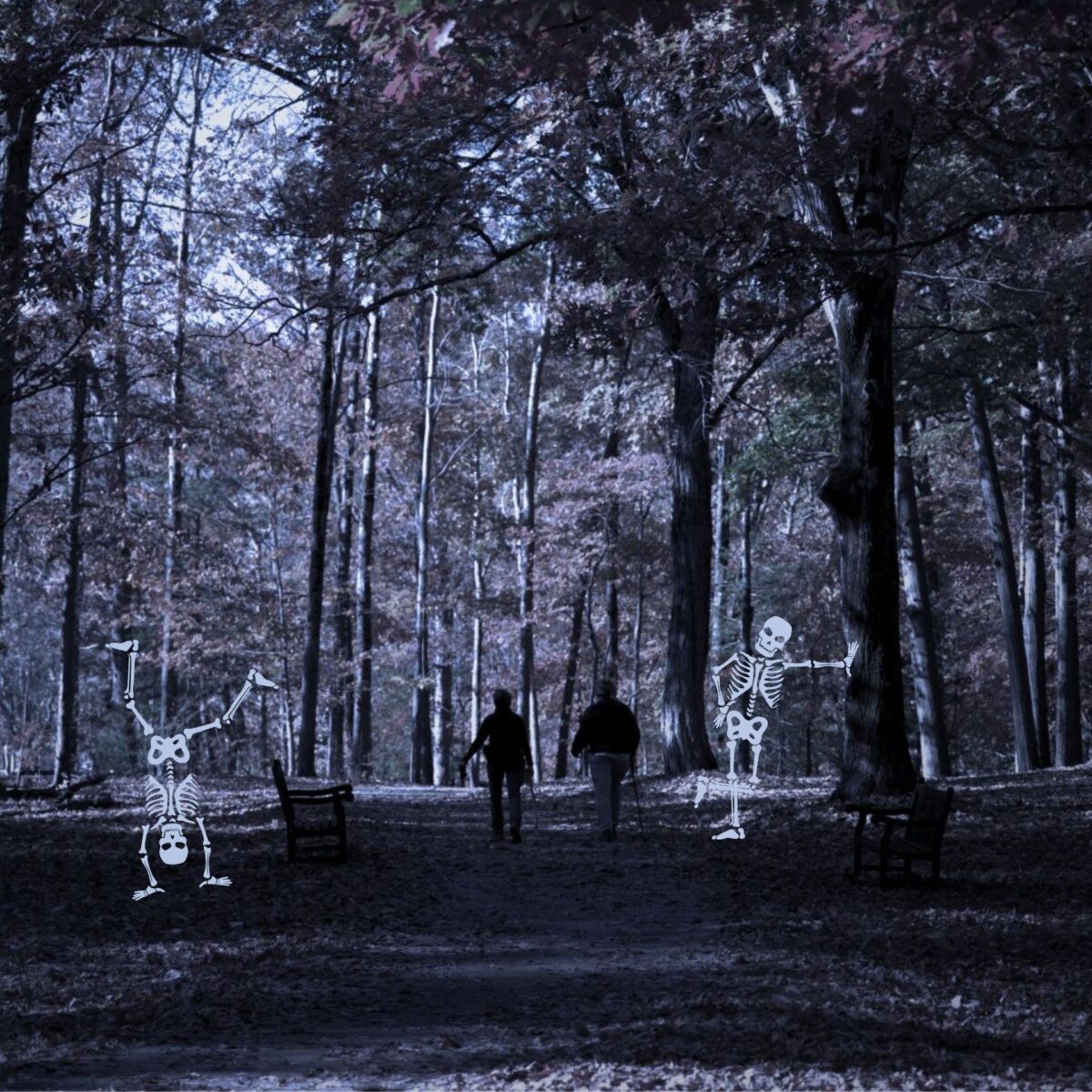 Skeleton Grove