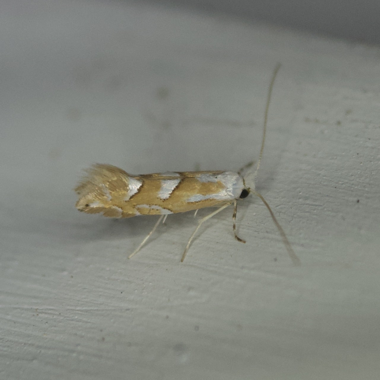 Moths on the Move » Plants, Wildlife » HF&G