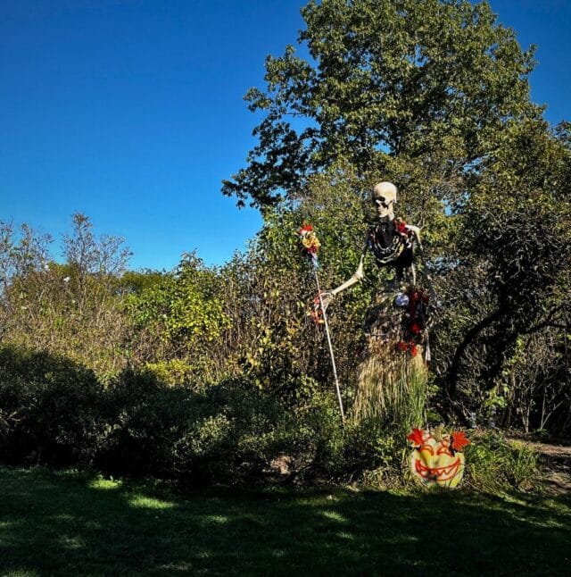 Skeleton Grove